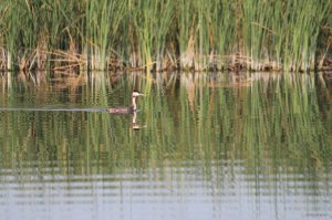 IMG_1724.JPG