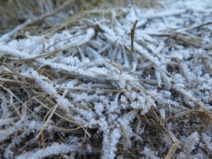 IMG_5919.JPG
