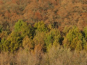IMG_5931.JPG