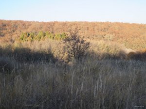 IMG_5933.JPG