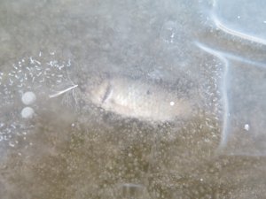 IMG_5971.JPG
