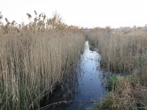 IMG_6010.JPG