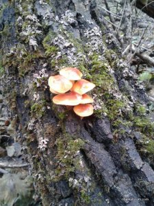 rps20151113_150128.jpg