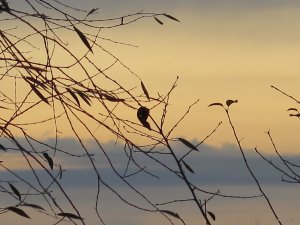 IMG_6204.JPG