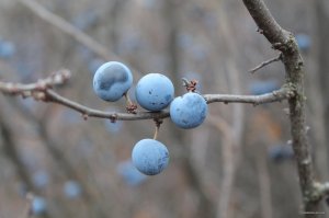 IMG_6301.JPG