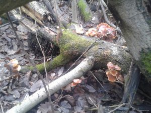 20151124_123355.jpg