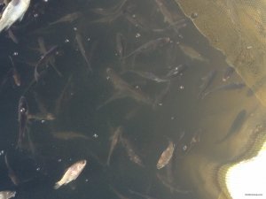 IMG_4586.JPG