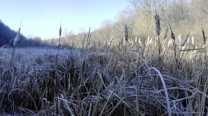 IMG_20151128_111028.jpg