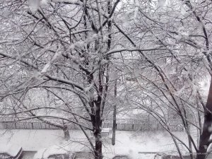 IMG_20151202_072607.jpg