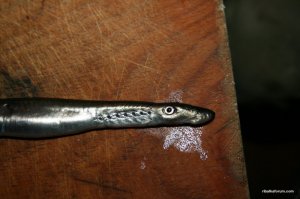 IMG_0292.JPG