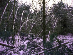 DSC06669.JPG