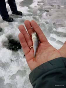 IMG_20160109_081939.jpg