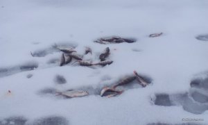 IMG-20160108-WA0000.jpeg