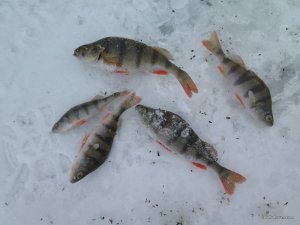 IMG_6710.JPG