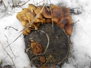 IMG_20160115_110424.jpg