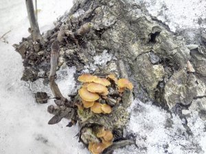 IMG_20160115_110657.jpg