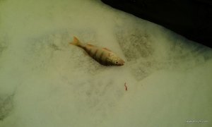 20160117_083717.jpg