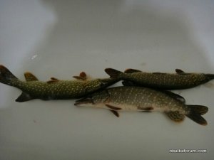 image-b23a814f6287303f717d4595d8133c76b1393b95531dba7142a044af5b000c0b-V.jpg