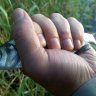 фаркас