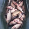 Пруд Терновая