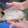 Lucky fisher