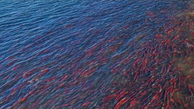 Нерест лосося на камчатке