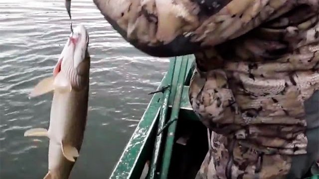 А ты хотел бы на такую рыбалку?