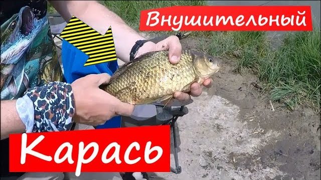 Ловля крупного карася. Поклевки карася на поплавок крупным планом. Ловля карася в метрах от берега