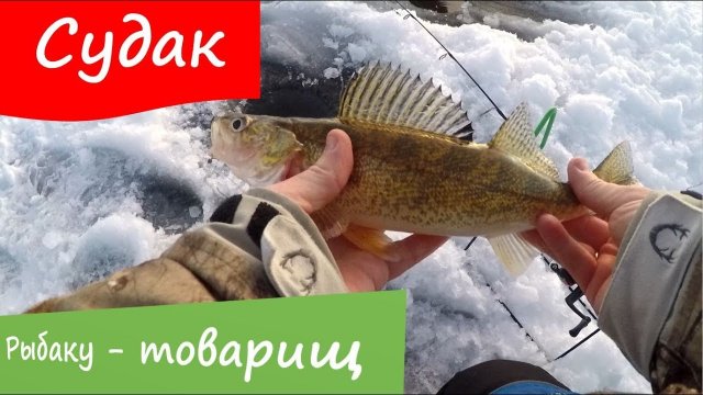 Искали сига нашли судака, отличная зимняя рыбалка