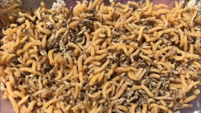 ОПАРЫШ В ДОМАШНИХ УСЛОВИЯХ | MAGGOT AT HOM