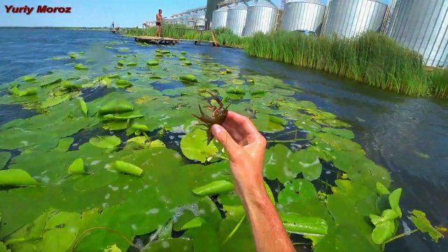 Ловля Крупных Раков | catching crayfish