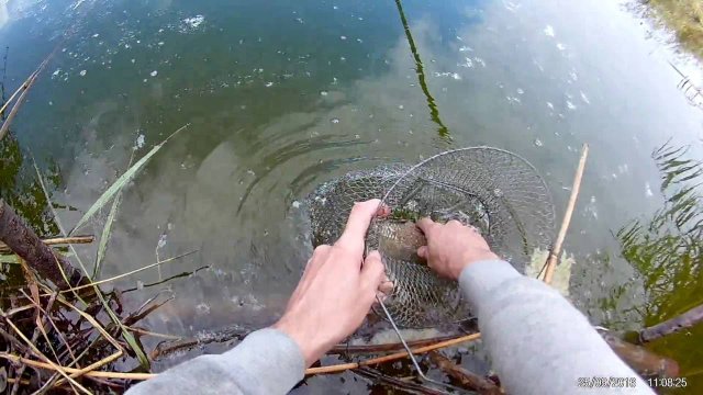 Карась 500 г | river fishing
