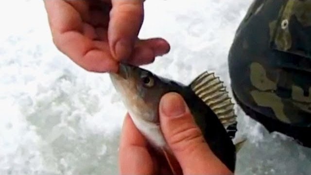 Ловля Окуня Зимой на Мормышку. "О Рыбалке Всерьез".