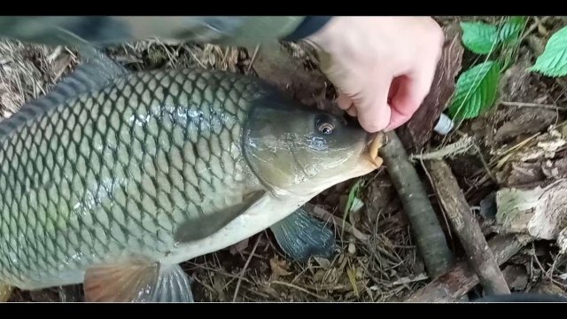 Риболовля на боковий кивок. Короп на боковий кивок.