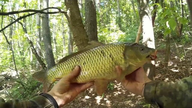 Риболовля на боковий кивок.  Короп на боковий кивок.  Короп на літню мормишку.