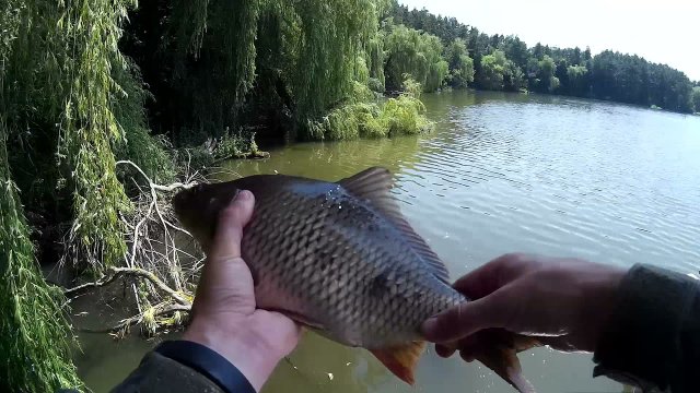 Ловля коропа на літню мормишку, боковий кивок. Рибалка на коропа літом.