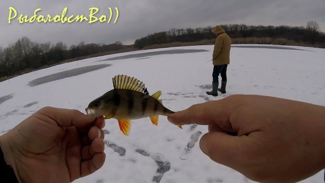 Окунь с лунки!!! Первый лед в этом сезоне!!)