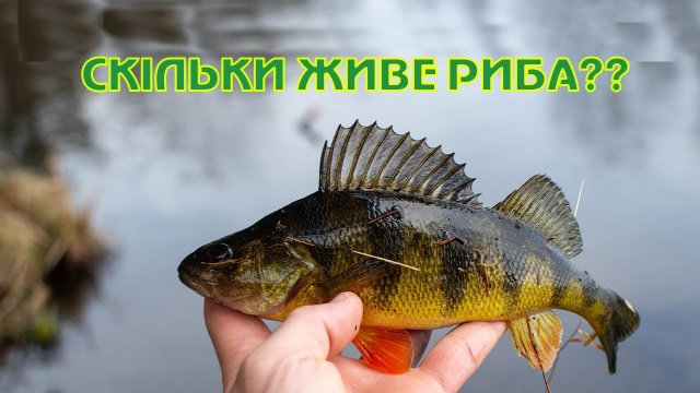 Скільки живе риба. Риби України.
