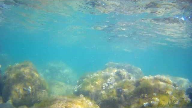 Под водой с камерой (Черное море, Ялта, Симеиз)/ Underwater (Black sea, Yalta)