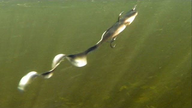 Soft-baits lures action underwater. Pike perch zander bass fishing.