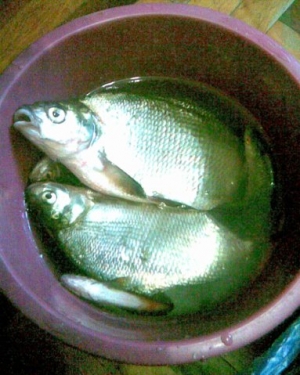 654