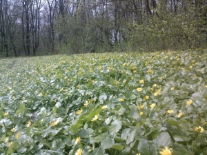 Гинеевка