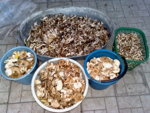 Грибочки