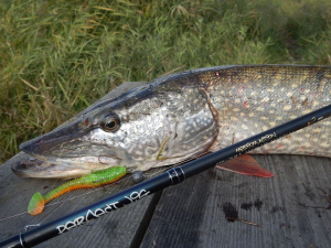 zander