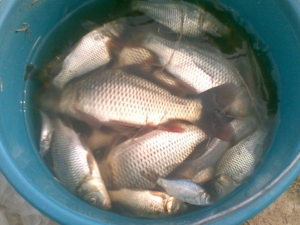 fishing