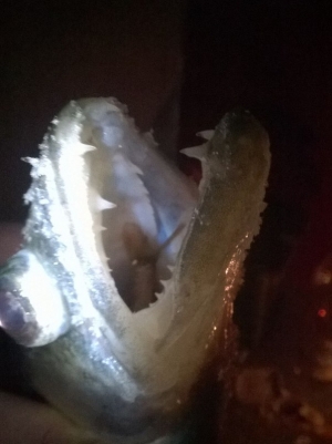 5444