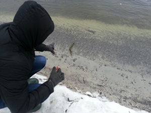 северский донец