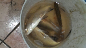 Рыбалка