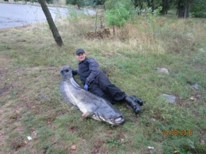 Сом 63 кг, 203 см длина
