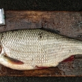551